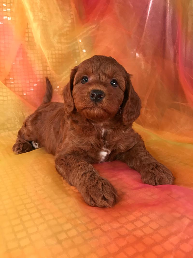 Red Mini Goldendoodle Puppies For Sale, Professional Breeders For Iowa, Minnesota, Illinois, and Wisconsin! 